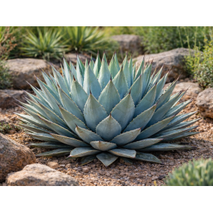 Agáva (Agave) ´NEOMEXICANA´ - výška 40-60 cm, Ø 40-60 cm, kont. C50L (-25°C)